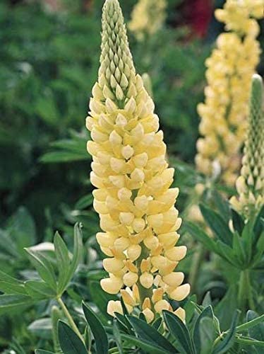 Yellow Russell Lupine