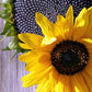 Black Oil Sunflower Seeds, 150 Flower Seeds Per Packet