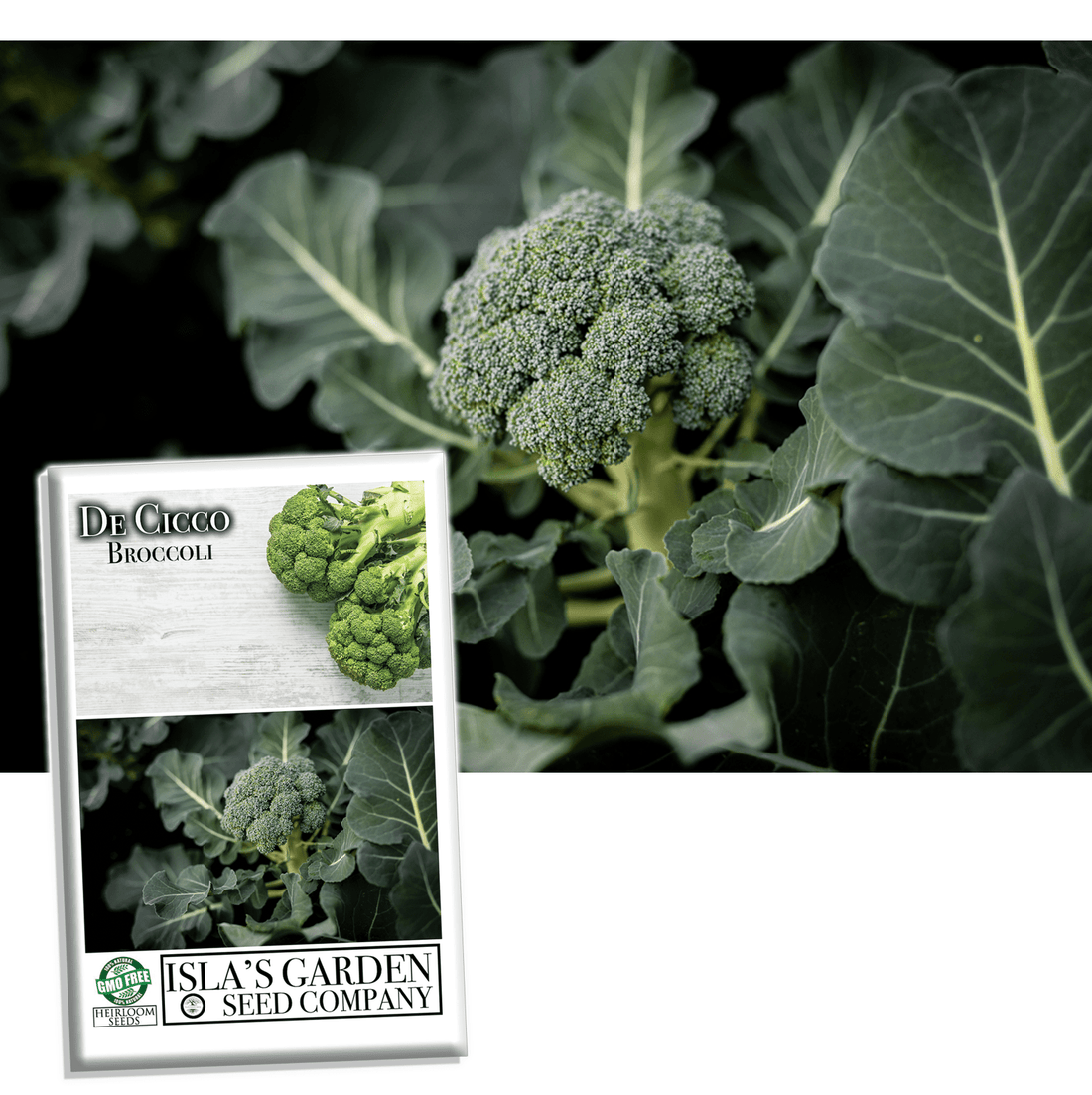 De Cicco Broccoli Seeds for Planting, 300+ Seeds Per Packet, Non GMO S