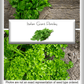 Italian Giant Parsley Seeds, 200+ Heirloom Seeds Per Packet, Non GMO Seeds, Botanical Name: Petroselinum crispum,