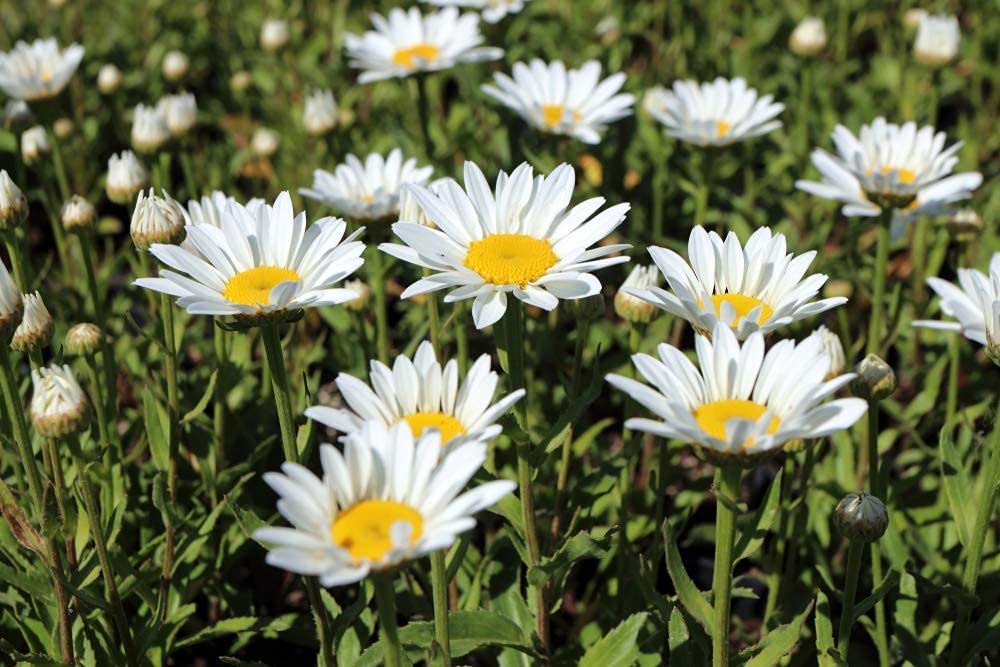 Shasta Daisy Flowers, 1500 Seeds Per Packet, Non GMO Seeds