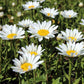 Shasta Daisy Flowers, 1500 Seeds Per Packet, Non GMO Seeds