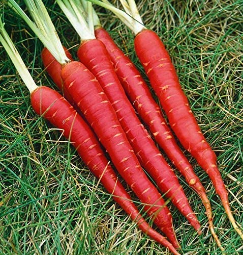 Atomic Red Carrot Seeds for Planting, 250+ Heirloom Seeds Per Packet, Isla's Garden Seeds , Non GMO Seeds, Botanical Name: Daucus Carrota, Great Home Garden Gift
