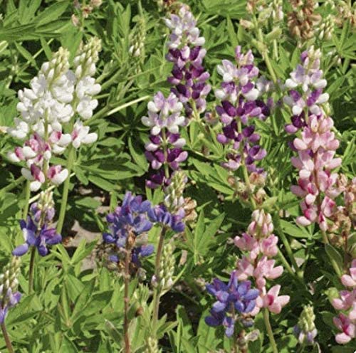 Sky Lupine, 50 Seeds Per Packet