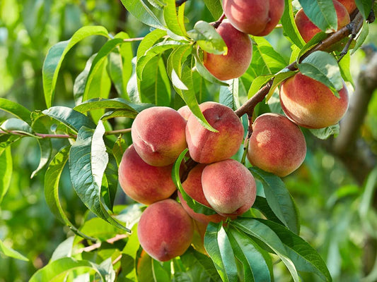 Lovell Peach Tree