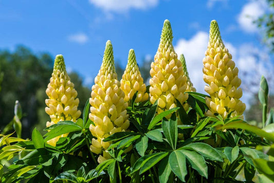 Yellow Russell Lupine
