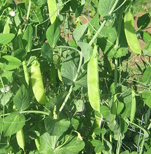 Mammoth Melting Sugar Pea