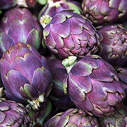 Purple Italian Globe Artichoke, 50 Heirloom Seeds Per Packet, Non GMO Seeds