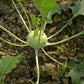 Early White Vienna Kohlrabi, 300 Heirloom Seeds Per Packet, Non GMO Seeds