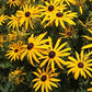 Black Eyed Susan Flower Seeds, 3000+ Seeds Per Packet, Bright Yellow Wildflowers, Botanical Name: Rudbeckia hirta, Isla's Garden Seeds, Non GMO & Heirloom Seeds, Good Garden Gift