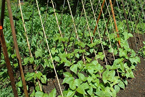 Kentucky Blue pole bean, 30 Heirloom Seeds Per Packet, Non GMO Seeds