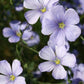 Linum Blue Flax, 250 Seeds Per Packet, Non GMO Seeds