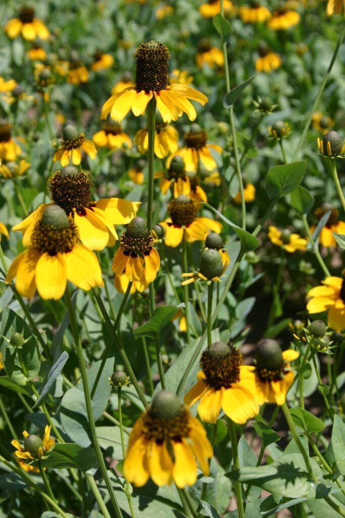 Clasping Coneflower, 1000 Seeds Per Packet, Non GMO Seeds
