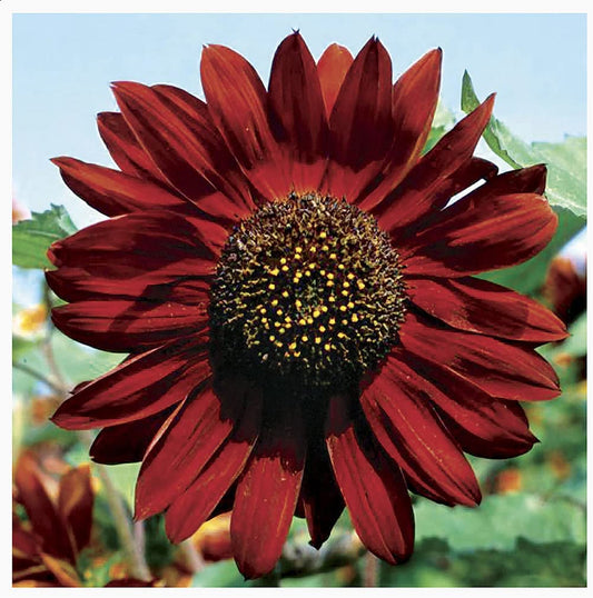 Velvet Queen Sunflower, 50 Seeds Per Packet, Non GMO Seeds