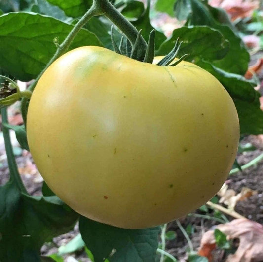 Beefsteak White Tomato, 50 Heirloom Seeds Per Packet, Non GMO Seeds