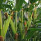 Ambrosia Hybrid Sweet Corn, 50+ Heirloom Seeds Per Packet, Non GMO Seeds, Botanical Name: Zea Mays