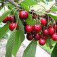 Sweet Cherry Tree Seeds, 20 Seeds Per Packet