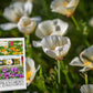 White Linen California Poppy Seeds for Planting, 1000+ Flower Seeds Per Packet, Isla's Garden Seeds , Non GMO Seeds, Scientific Name: Eschscholzia californica, Great Home Garden Gift