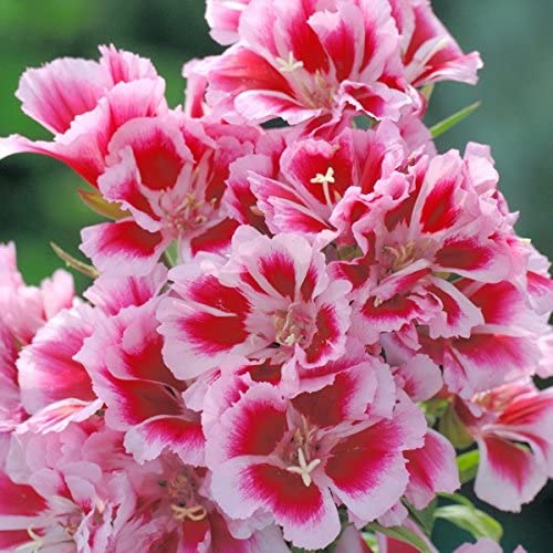 Godetia Rembrandt Pink to Red , 1500+ Flower Seeds Per Packet