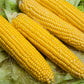 Sugar Buns Sweet Yellow Corn, 50+ Heirloom Seeds Per Packet, Non GMO Seeds, Botanical Name: Zea Mays