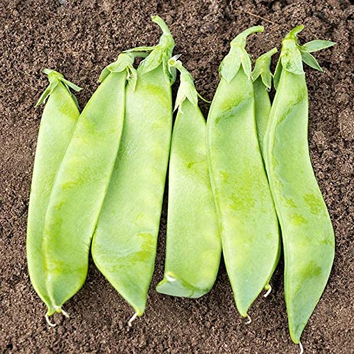 Avalanche Pea, 50 Heirloom Seeds Per Packet, Non GMO Seeds