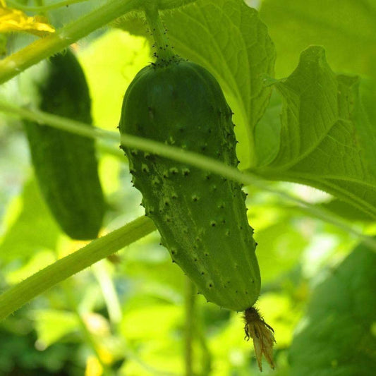 Wisconsin SMR 58 Pickling Cucumber