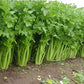 Celery Tall Utah 52-70 Improved Seeds, 2000+ Heirloom Seeds Per Packet, Non GMO Seeds