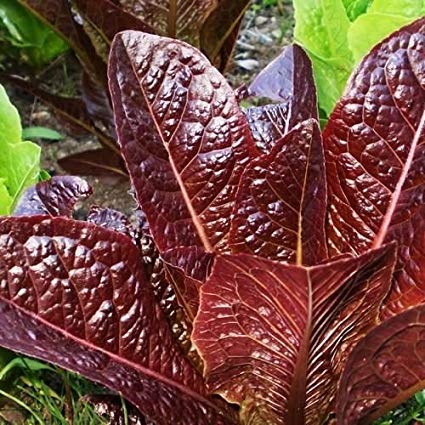 Super Red Romaine, 1000 Heirloom Seeds Per Packet, Non GMO Seeds
