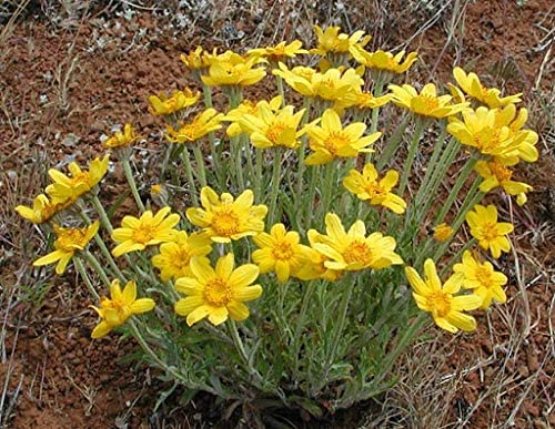 Oregon Sunshine Flowers, 300 Seeds Per Packet, Non GMO Seeds