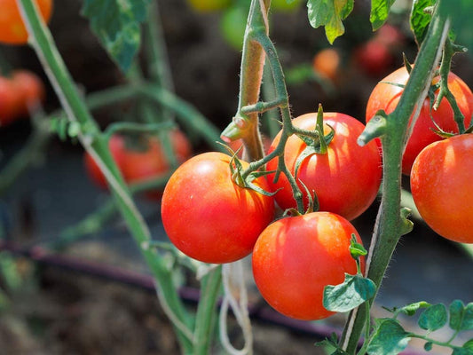 Moneymaker Tomato