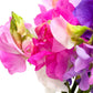 Bijou Mix Sweet Pea Flower, 25 Flower Seeds Per Packet