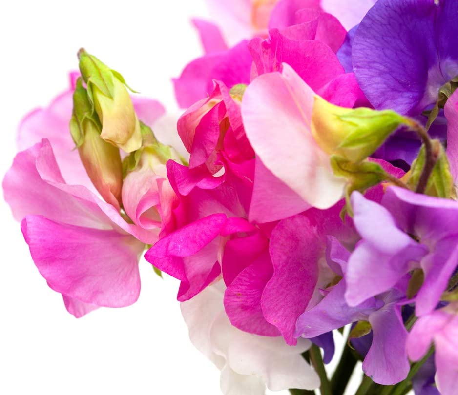 Bijou Mix Sweet Pea Flower, 25 Flower Seeds Per Packet