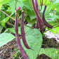 Royal Burgundy Bean Seeds, 30 Heirloom Seeds Per Packet, Non GMO Seeds