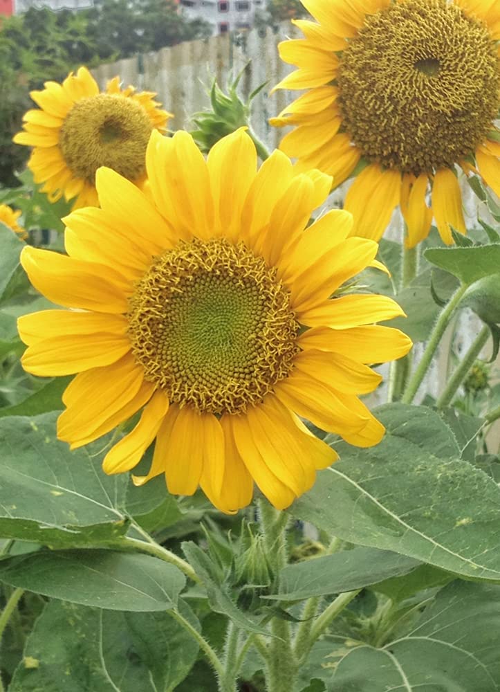 Grey Stripe Sunflower, 100 Heirloom Seeds Per Packet, Non GMO Seeds