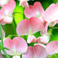Cupid Pink Sweet Pea Flower, 15 Seeds Per Packet