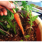 Little Finger Carrots, 500 Heirloom Seeds Per Packet, Non GMO Seeds
