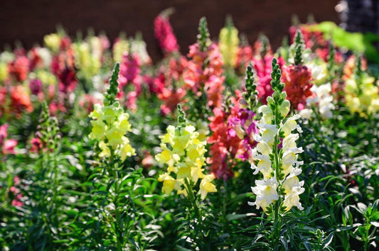 Liberty Snapdragon Mix