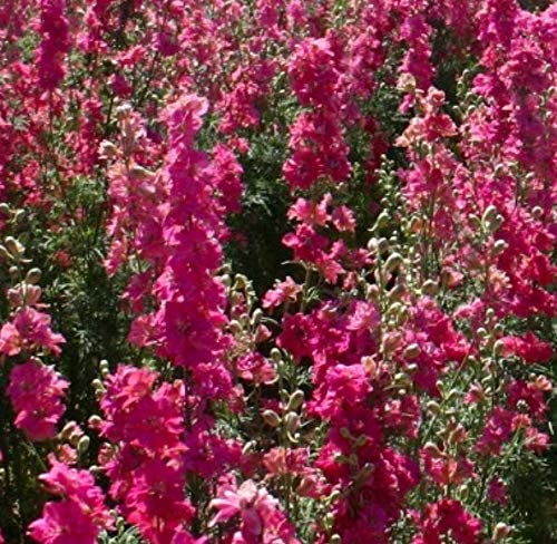 Larkspur Rocket Carmine Flower Seeds, 250 Seeds Per Packet, Scientific Name: Delphinium ajacis