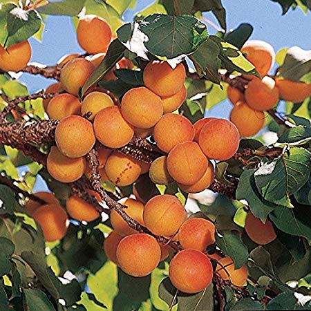Manchurian Apricot Fruit Tree Seeds, 6 Seeds Per Packet