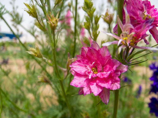 Larkspur Rocket Carmine Flower Seeds, 250 Seeds Per Packet, Scientific Name: Delphinium ajacis