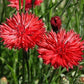 Bachelor Button Tall Red Cornflower, 200 Flower Seeds Per Packet