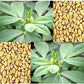 Fenugreek Herb Seeds, 200 Heirloom Seeds Per Packet, Non GMO Seeds
