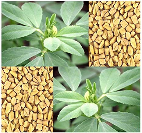 fenugreek seed for planting Fenugreek Herb Seeds, 200 Heirloom Seeds Per Packet, Non GMO Seeds – Isla's Garden