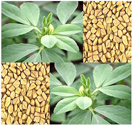 Fenugreek Herb Seeds, 200 Heirloom Seeds Per Packet, Non GMO Seeds
