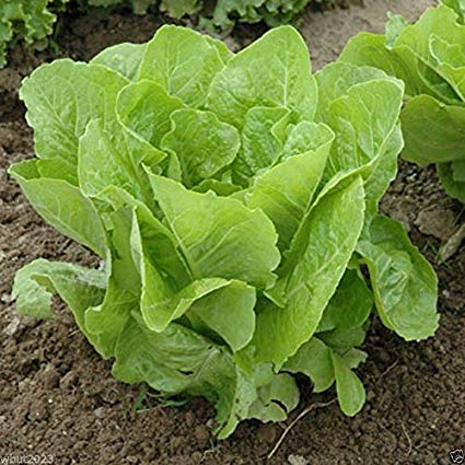 Jericho Romaine Lettuce, 1000 Heirloom Seeds Per Packet, Non GMO Seeds, Botanical Name: Lactuca sativa