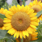 Grey Stripe Sunflower, 100 Heirloom Seeds Per Packet, Non GMO Seeds
