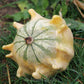 Crown of Thorns Shenot Gourd, 30 Heirloom Seeds Per Packet, Non GMO Seeds