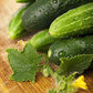 Long Green Improved Cucumber Seeds, 100 Heirloom Seeds Per Packet, Non GMO Seeds