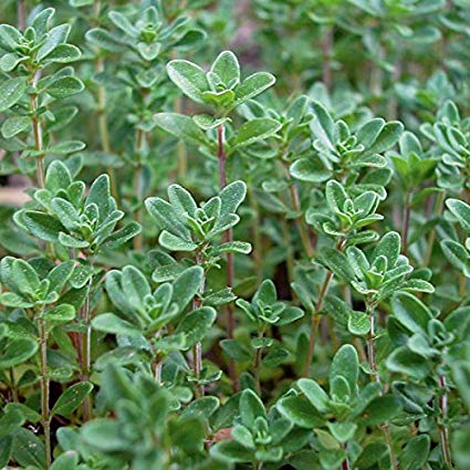 Common Thyme, 1000 Heirloom Seeds Per Packet, Non GMO Seeds