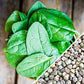 Giant Noble Spinach, 100 Heirloom Seeds Per Packet, Non GMO Seeds